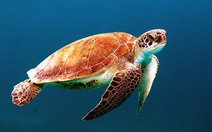 6 Turtle Accents for Your Beach Bathroom Décor