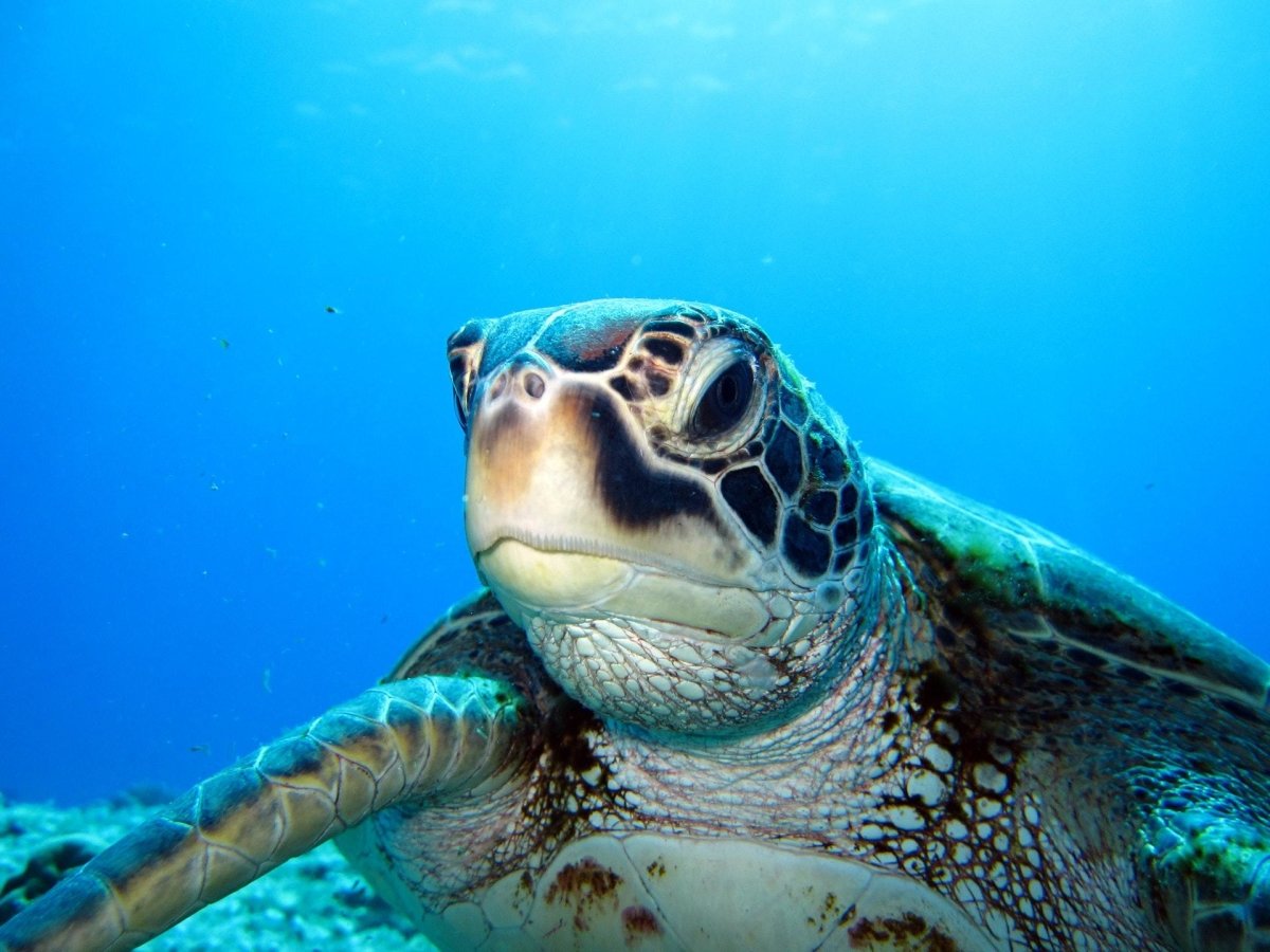 Enliven your beach themed bathroom with sea turtle cabinet hardware | Sea Life Cabinet Knobs