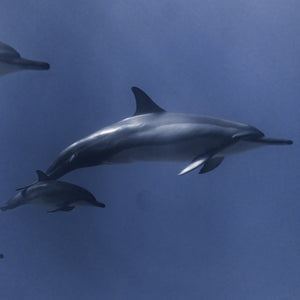 Photo by Daniel Torobekov: https://www.pexels.com/photo/dolphins-swimming-in-deep-ocean-water-6149477/