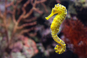 Photo by J Surianto: https://www.pexels.com/photo/close-up-of-seahorse-8887695/