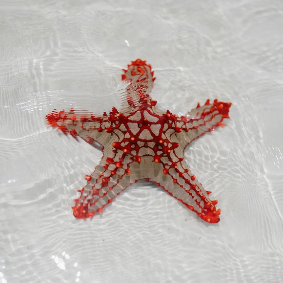 A Sea Life Adventure: One Little Star