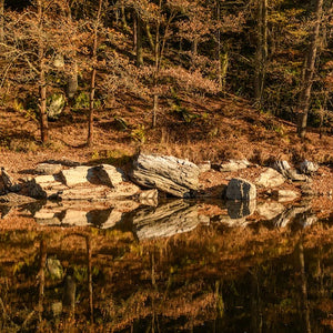 Photo by Petr Ganaj: https://www.pexels.com/photo/view-of-the-forest-in-autumnal-colors-reflecting-in-the-water-18401665/
