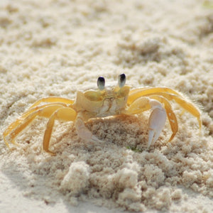 Photo by Pixabay: https://www.pexels.com/photo/beach-ocean-yellow-crab-63282/