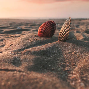 Beach dune with 2 seashells. Photo by Selcuk Teke from Pexels