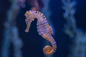 Photo by Sergiu Iacob: https://www.pexels.com/photo/close-up-shot-of-a-seahorse-7868382/