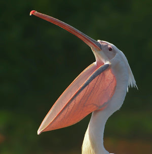 Photo by Sheikh Nafis: https://www.pexels.com/photo/a-close-up-shot-of-a-white-pelican-6319623/