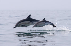 2 dolphins jumping our of the water